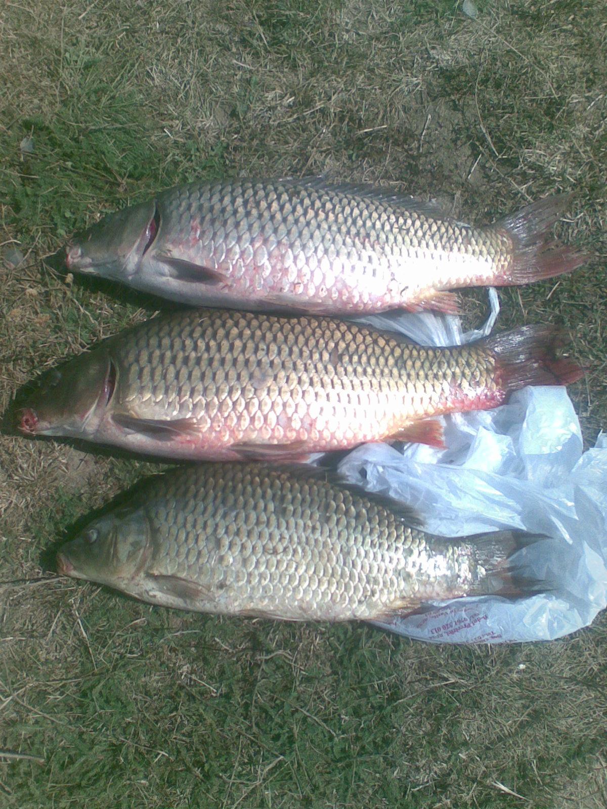 multe poze... - imag017.jpg